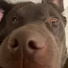 coco_thepupper