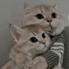 arwa_offieck