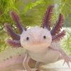 Harry The Axolotl