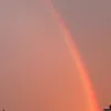 prpl_shrmp