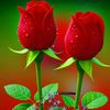 iham724