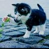 qtybh_sy1