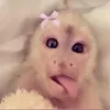 vemedejao