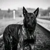 dutch_k9_