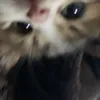 mad_gi_