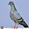 pigeons699