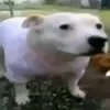 guara.z