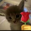 www.tiktok.comdiego214