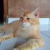 syahno0