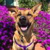 alexisrose_the_dog