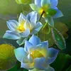 cuongle7204