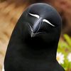jameavq12