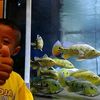 hoby_ikan.id