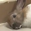 little_l0lik