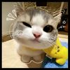 shoifulilham