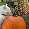 snowball_the_fluff