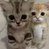 hanflufyy