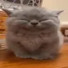 imnotnelsun