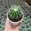 thuantp123