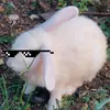 r_a_i_n_real