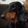 tafeenkoandreimail.ru