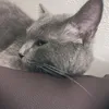 trangxinhiu2