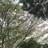 tentangkamu.01
