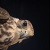 ﮼شين| Al-Otaibi