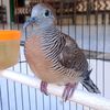 ocien_baong_151