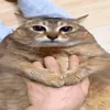 maocaibu1