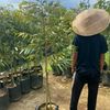 ranca.jaya.bibit