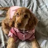 allory_thecockerspaniel