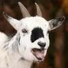 goaty_goatface