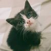 bill_liessh