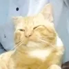shofathoyyib