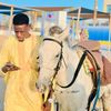 kingstarbou