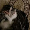 tetehmoz