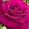ranas_22
