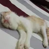 debratam