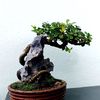 nguyen.vanvo