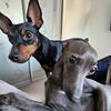 pincher_iggy