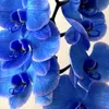 sifisspata