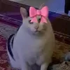 raulelgato69