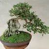 bonsai.mai.vng.ngu