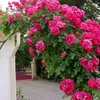 www.tiktok.comsumon1284