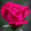 chandnichandni496