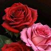 hassanzaidi453