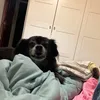 robergelior