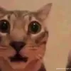 geilekatze1