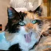 cat_lady777